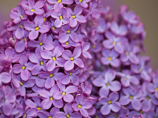 Lilac purple flowers close up, natural seasonal spring floral background