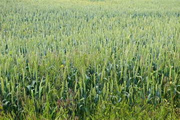 Field of green wheat