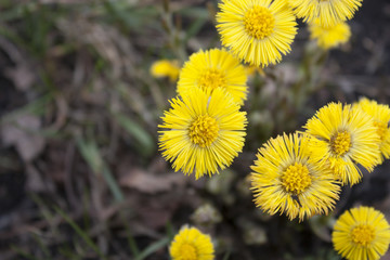 coltsfoot flowers 