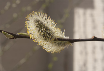 Willow bud spring