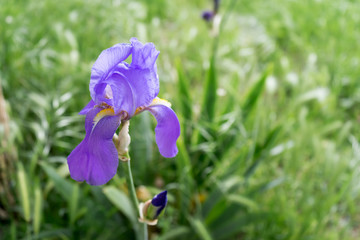 Showy Iris