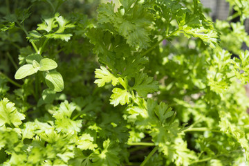 Fototapeta na wymiar Parsley plant with oregano leaves piercing through.