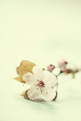 Fototapeta na wymiar Bright pink cherry blossoms