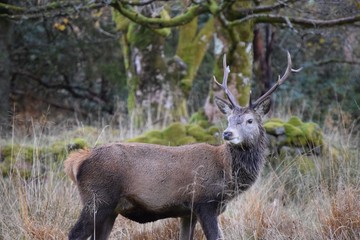 Single Stag Roaming Free in Scotland
