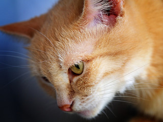 ginger cat portrait in profile, closeup, shallow depth of field