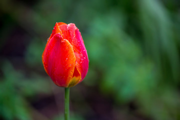 Background, tulip.