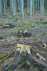 Pnie wyciętych drzew i las