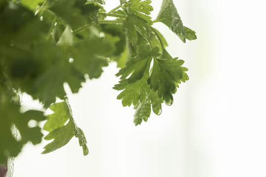 closeup of italian parsley