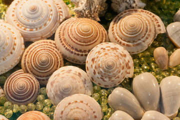 shell