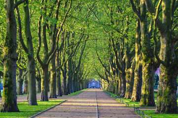 Spring in the park,avenue of trees, green leaves, green grass