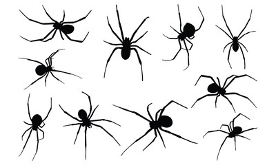  Black widow spider Silhouette vector illustration