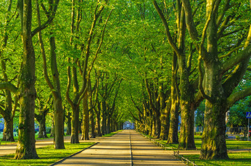 Spring in the park,avenue of trees, green leaves, green grass