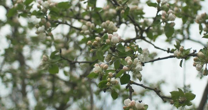 Apple blossoms in a blooming apple tree.