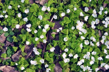 green plant flower leaf nature