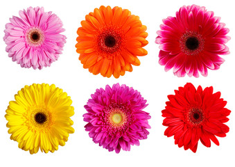 gerbera flowers isolated on white background. yellow gerbera. red gerbera. purple gerbera. pink gerbera
