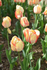 Tulipes jaune à bords rouges au printemps au jardin