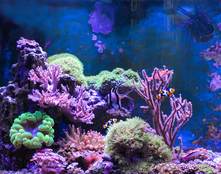 Reef tank, marine aquarium. Blue aquarium full of fishes and plants. Tank filled with water for keeping live underwater animals. Gorgonaria. Clavularia. Zoanthus. Zebra apogon. Zebrasoma. Percula.