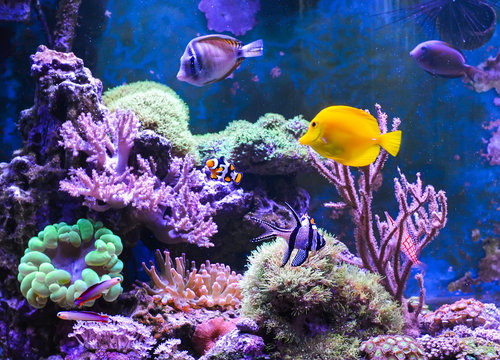 Reef tank, marine aquarium. Blue aquarium full of fishes and plants. Tank filled with water for keeping live underwater animals. Gorgonaria. Clavularia. Zoanthus. Zebra apogon. Zebrasoma. Percula.