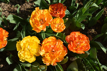 Tulipes orange à fleur double au printemps au jardin