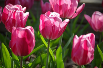 Tulipes roses au lever du soleil au jardin