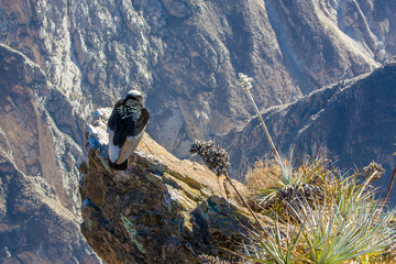Condor at Colca canyon sitting,Peru,South America. This is a condor the biggest flying bird on earth