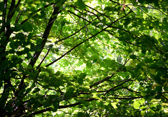 Green foliage background.