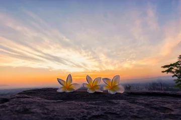 Türaufkleber White and yellow plumeria flowers on the back of the back is the sun rising in the morning. © Oulailux
