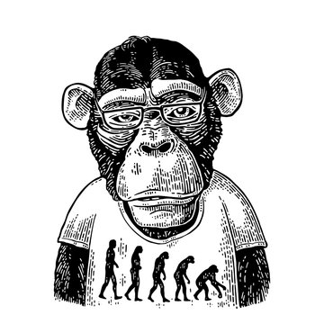Monkeys in a T-shirt with the theory of evolution on the contrary.