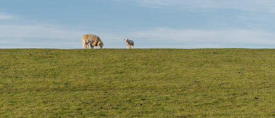 Schaf mit Lämmern auf der Wiese am Deich