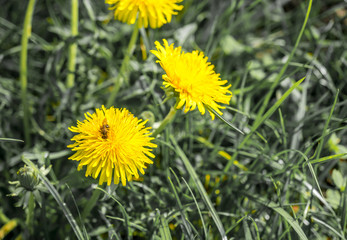 Yellow flowers on ground