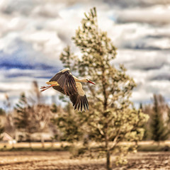 White stork