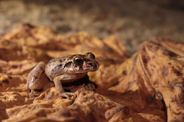 Craugastor occidentalis