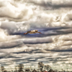 White stork