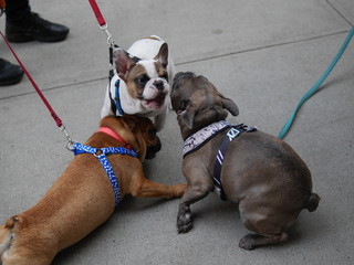 Three french bulldogs playing