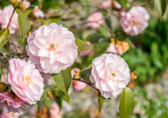 Pink flower in garden