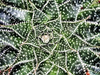 Green Plant Golden Ratio