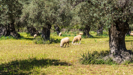 schafe in einer olivenbaumplantage