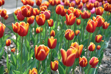 Tulipes rouge et jaune au printemps au jardin