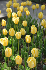 Tulipes jaunes ua jardin au printemps