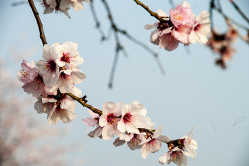 Mandelblüten in der Pfalz
