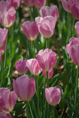 Tulipes violettes au lever du soleil au jardin