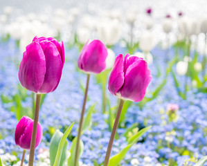 Tulips side of Lake Lugano, Switzerland