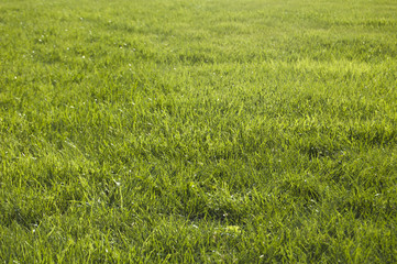 Fresh green grass background, bright color, sunlight. Spring nature. Herb
