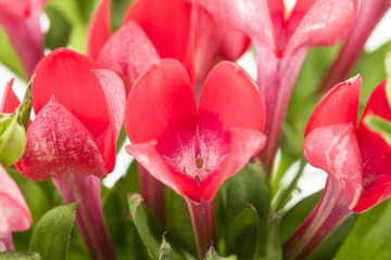 beautiful red bouvardia flower isolated on white background
