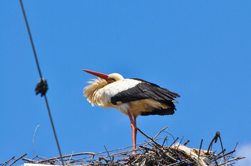White stork standing in its nest in warm weather. Stork in a nest on a pole
