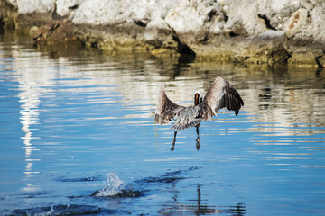 Pelican fishing