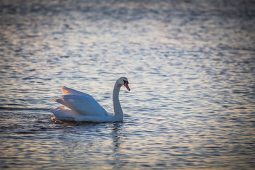 Swan floating on the water  at sunrise. Baltic Sea