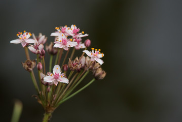 Flowering rush or Grass rush or Butomus umbellatus