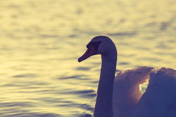 Swan floating on the water  at sunrise. Baltic Sea