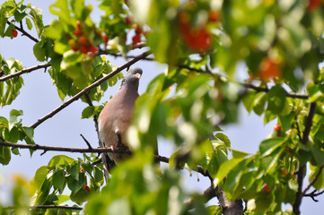Common Wood Pigeon on cherry tree in spring. Pidgeon eating cherry
